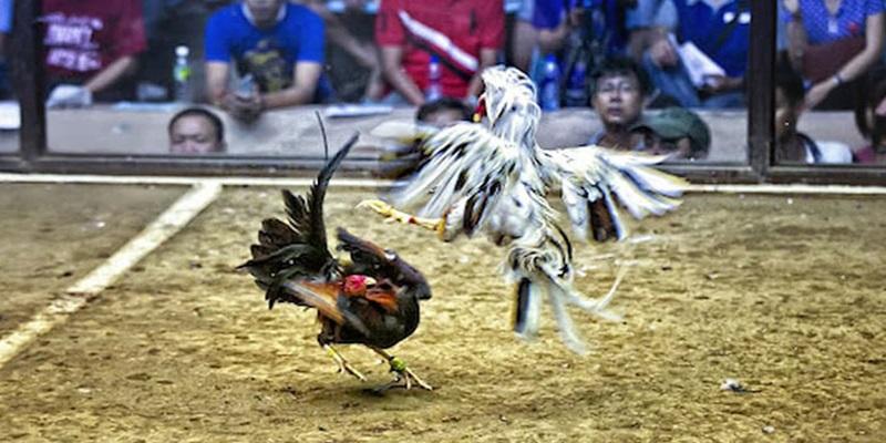 Bật mí kinh nghiệm đá gà trực tuyến Campuchia bất bại trên mọi trận đấu