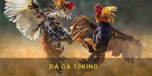 Đá Gà 79KING – Sàn Đấu Chọi Kê Đỉnh Cao Cho Bet Thủ Châu Á