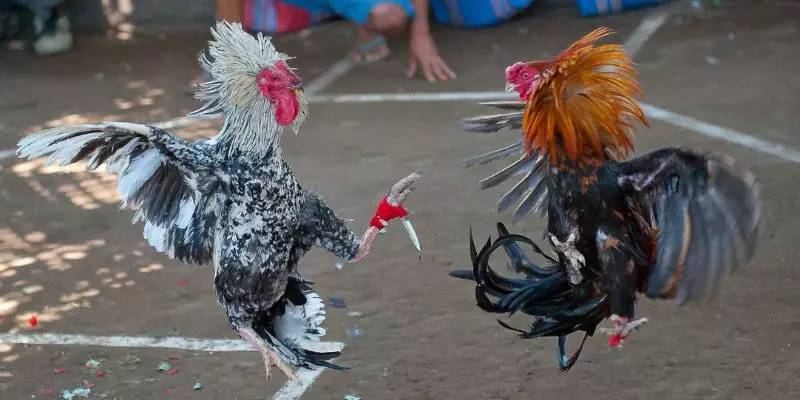 Tổng quan về đá gà 79King